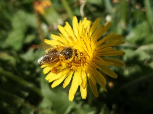 abeille avec pollen butinant une fleur de pissenlit