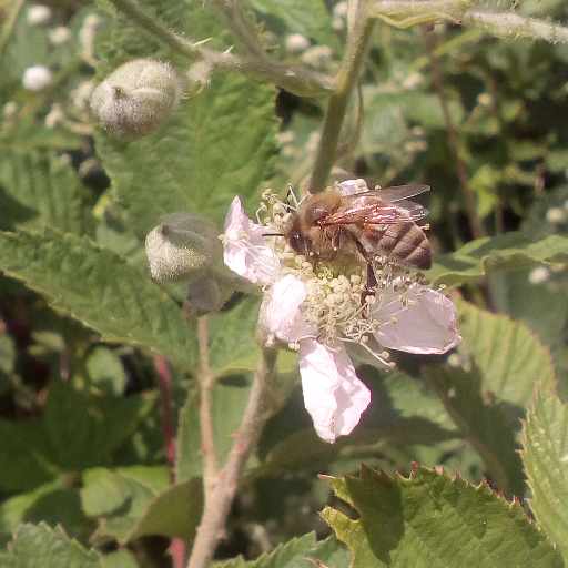 abeille butinant une fleur de ronce