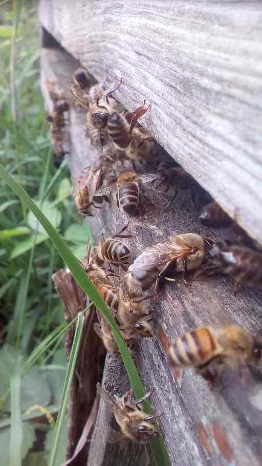 abeilles et faux bourdon à l'entrée d'une ruche