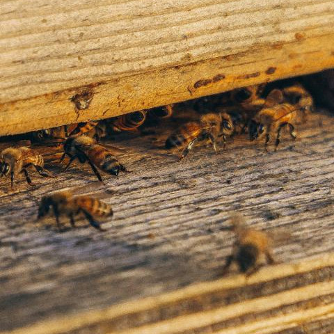 abeilles sur planche d'envol d'une ruche