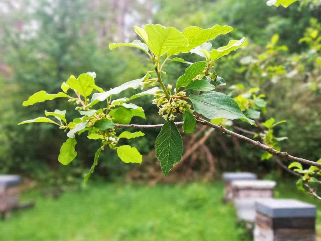 Fleurs de bourdaine : très discrètes et pourtant très mellifères