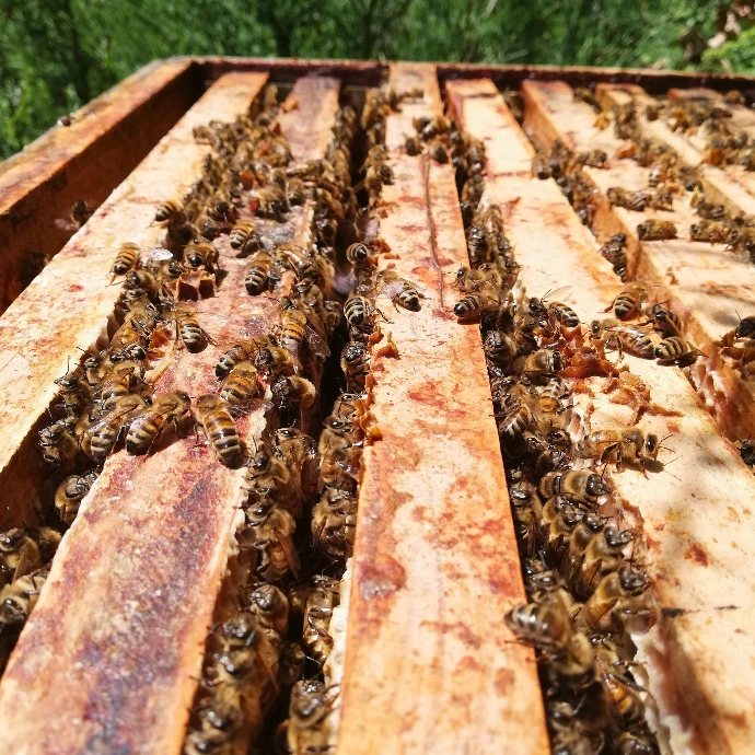 abeilles sur cadre de hausse durant la récolte de miel de chataignier en Périgord