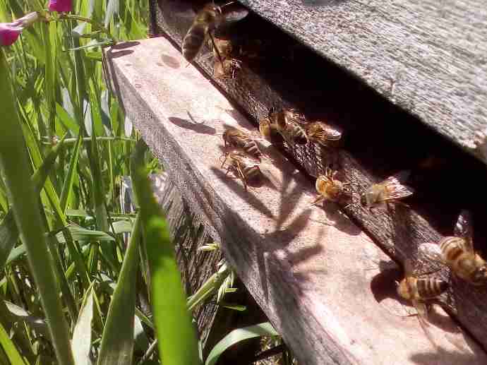 abeilles à l'entrée de la ruche