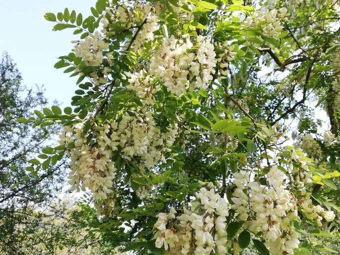 fleurs de robinier faux acacia